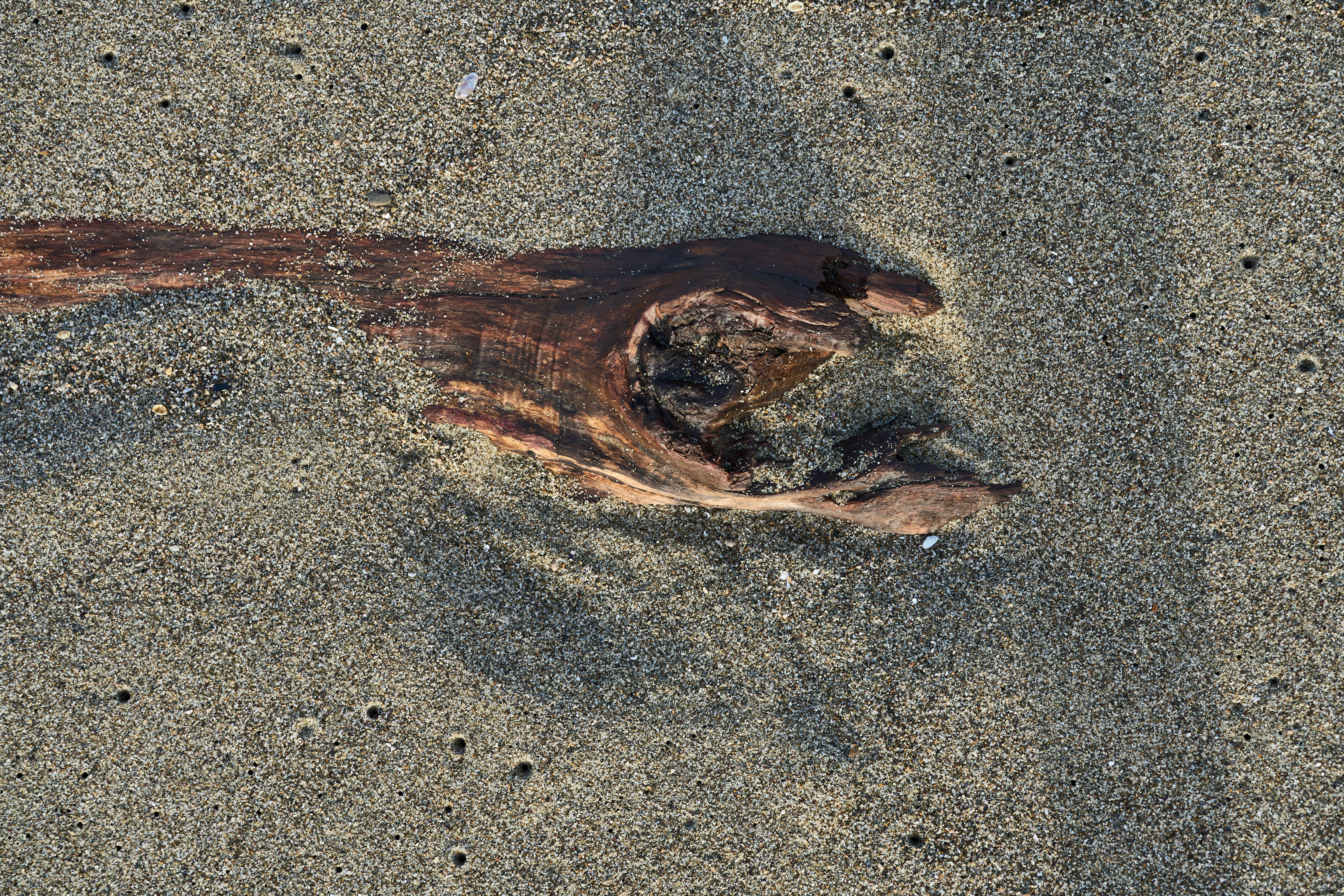 a snake on the ground